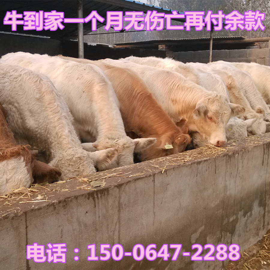 牛1