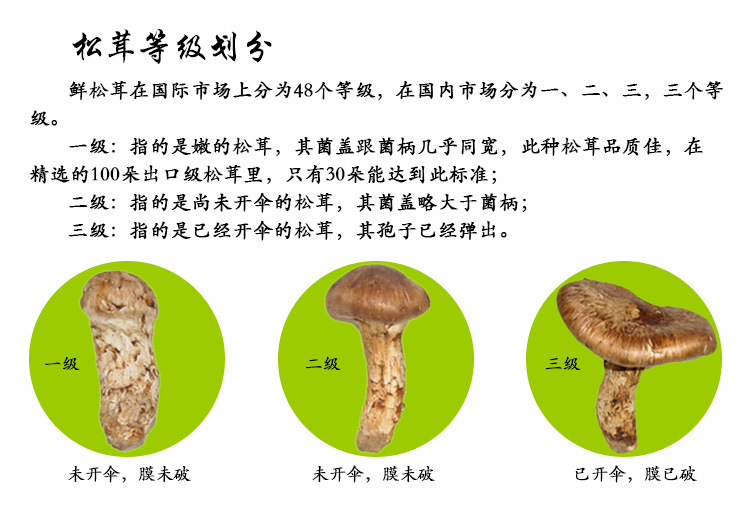 2珍贵的松茸