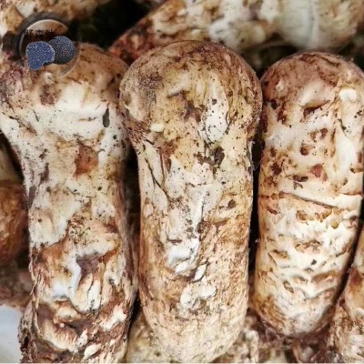 云南特产山珍生鲜菌菇 产地 1kg 兴农产品 松口蘑 新鲜松茸
