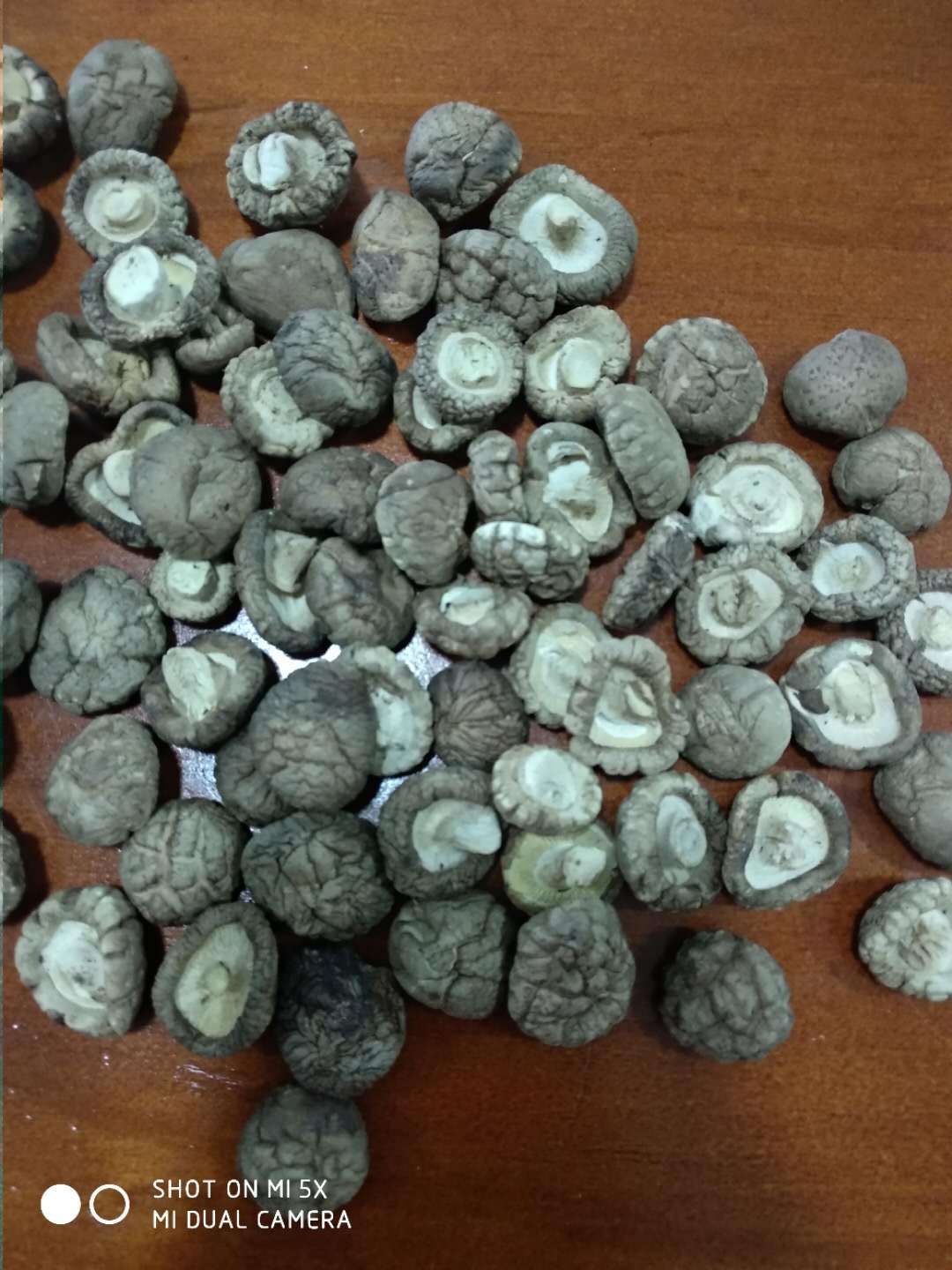 珍珠菇