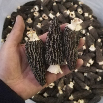 云南产地批发菌汤包羊肚菌干货250g 大号剪柄食用菌人工酒店食材