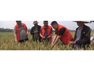 农技人员全方面服务群众生产需求 助力稳产丰收