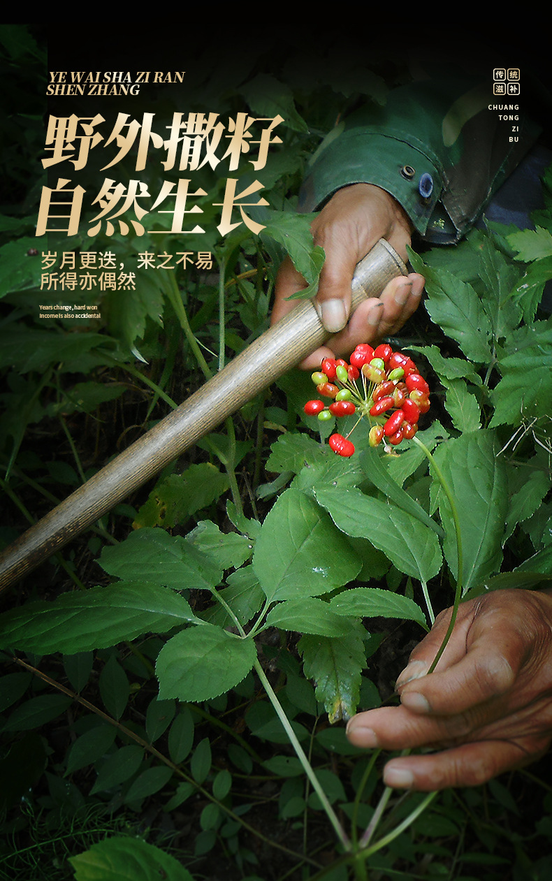 林下参 (2).jpg