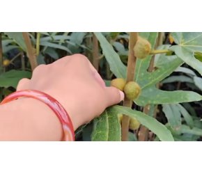 亩产高达4万元的中药材，大叔是如何种植的，看完涨知识了