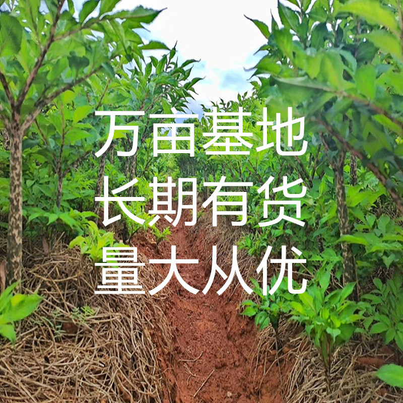 微信图片mmexport1593781278884_副本