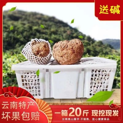 云南新鲜魔芋批发魔芋豆腐原料农家自种大包装好现挖现发长期有货