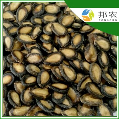 长年供应黑西瓜子出口品质可做炒货用
