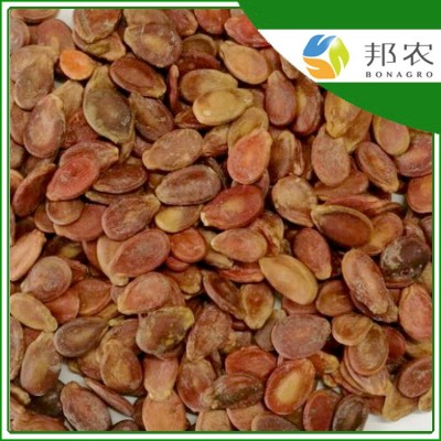 长年供应红西瓜子出口品质可做炒货用
