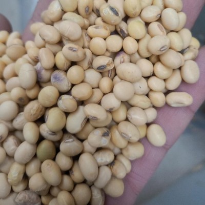 农家杂花豆 五谷杂粮大黄豆 杂花豆 现磨豆浆原料黄豆