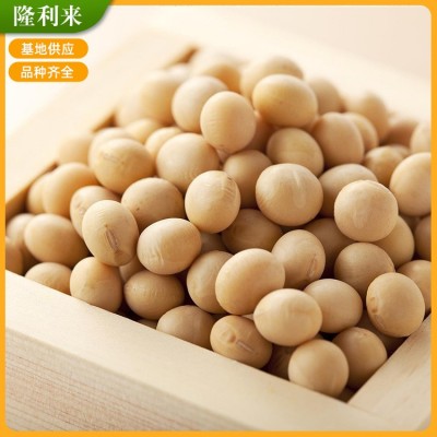 【苏北大豆】五谷杂粮大黄豆 农家食用豆黄 大粒生黄豆豆浆
