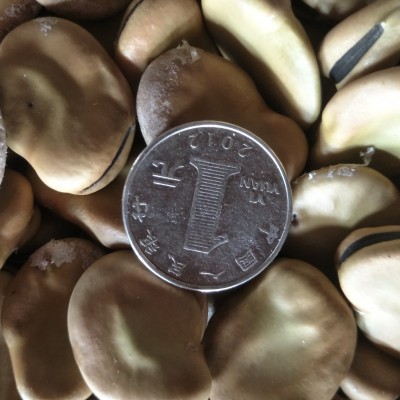 蚕豆 绿皮蚕豆 新蚕豆 生干蚕豆 青蚕豆 农家蚕豆 优质蚕豆