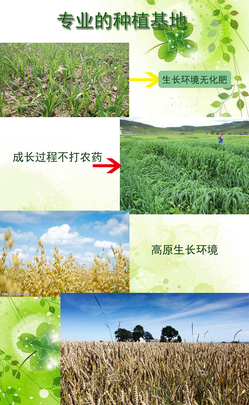血燕