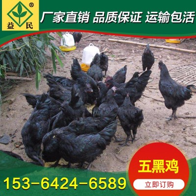 厂家销售 绿壳蛋鸡苗 五黑鸡苗 黑乌绿壳蛋鸡苗 运输包活