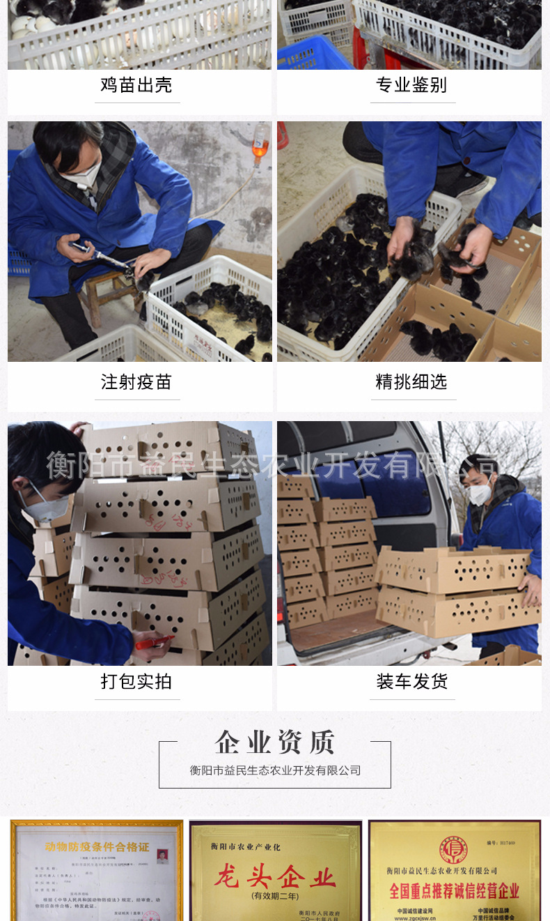 五黑一绿_06.jpg