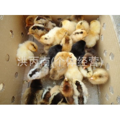 常年供应麻羽绿壳蛋鸡苗 绿壳鸡苗 绿壳蛋土鸡苗 小种土鸡苗