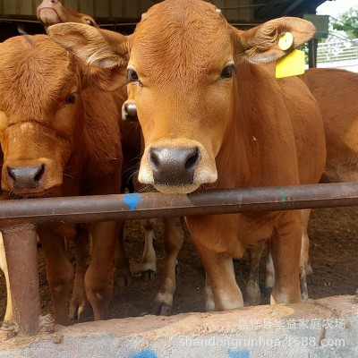 杂交小肉牛犊黄牛 肉牛犊活体 鲁西黄牛牛犊 西门塔尔牛养殖场