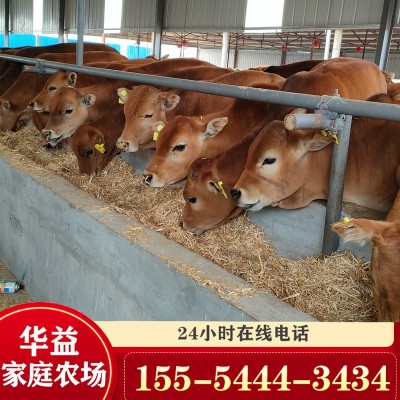 广西改良小黄牛肉牛苗 西门塔尔牛小牛犊杂交鲁西黄牛价格