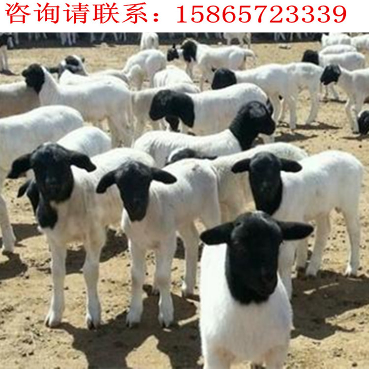 18号高产奶山羊_副本.jpg