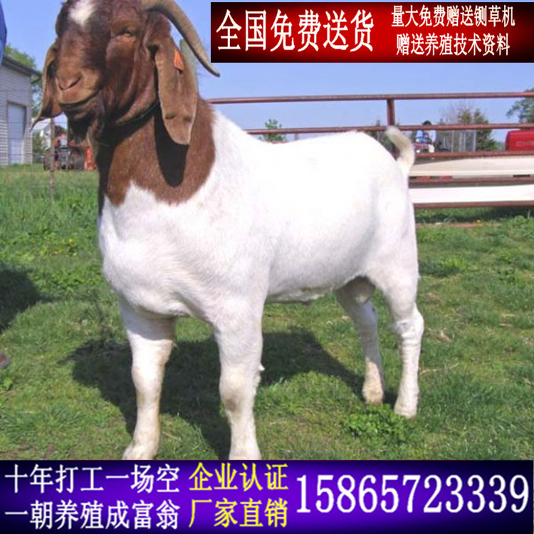 波尔带电话.jpg