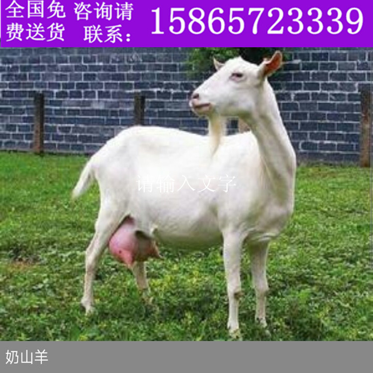 奶山羊..jpg