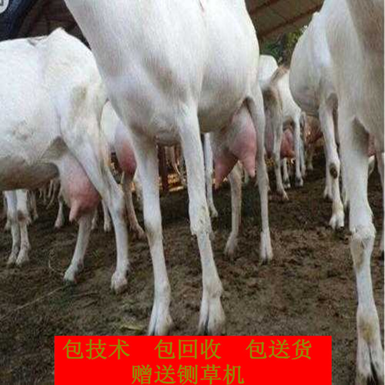 奶山羊1_副本.jpg