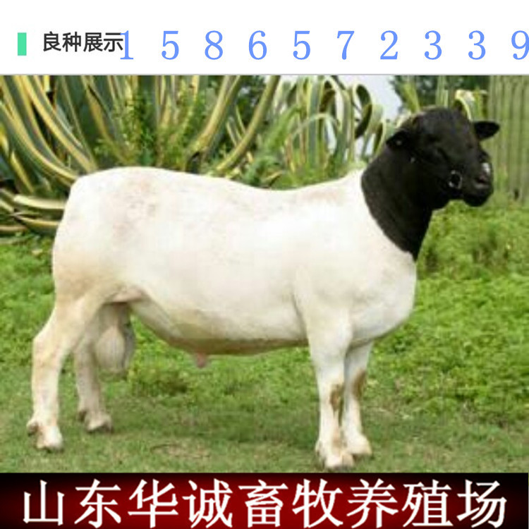 杜波绵羊种公羊_副本.jpg