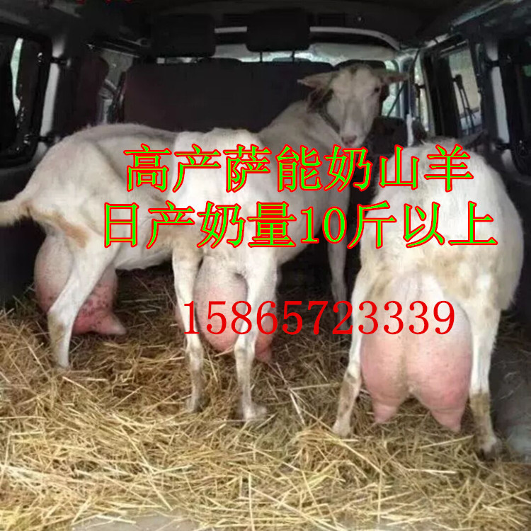 高产奶山羊_副本.jpg