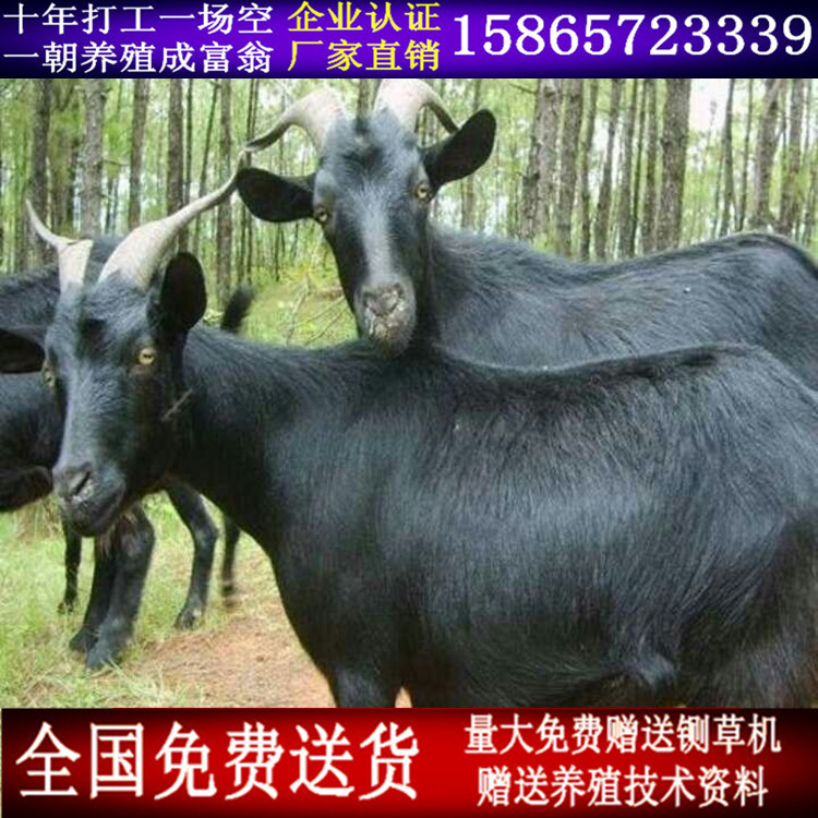 黑山羊3_副本带电话.jpg