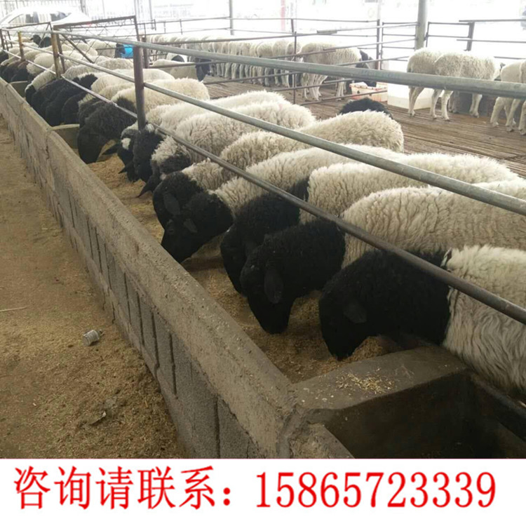 奶山羊..jpg