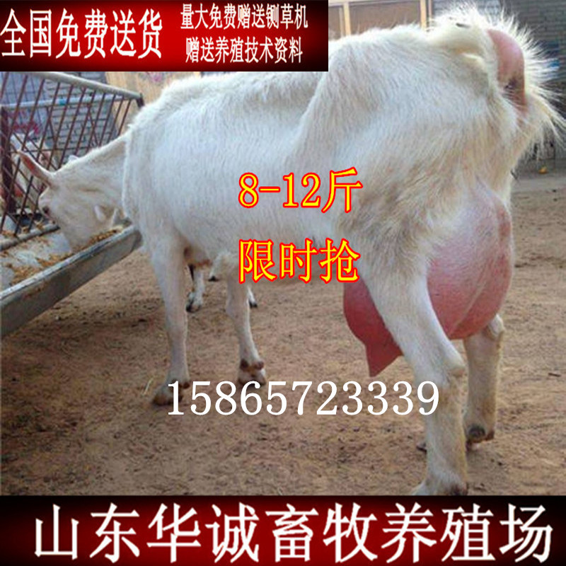 奶山羊高产_副本.jpg