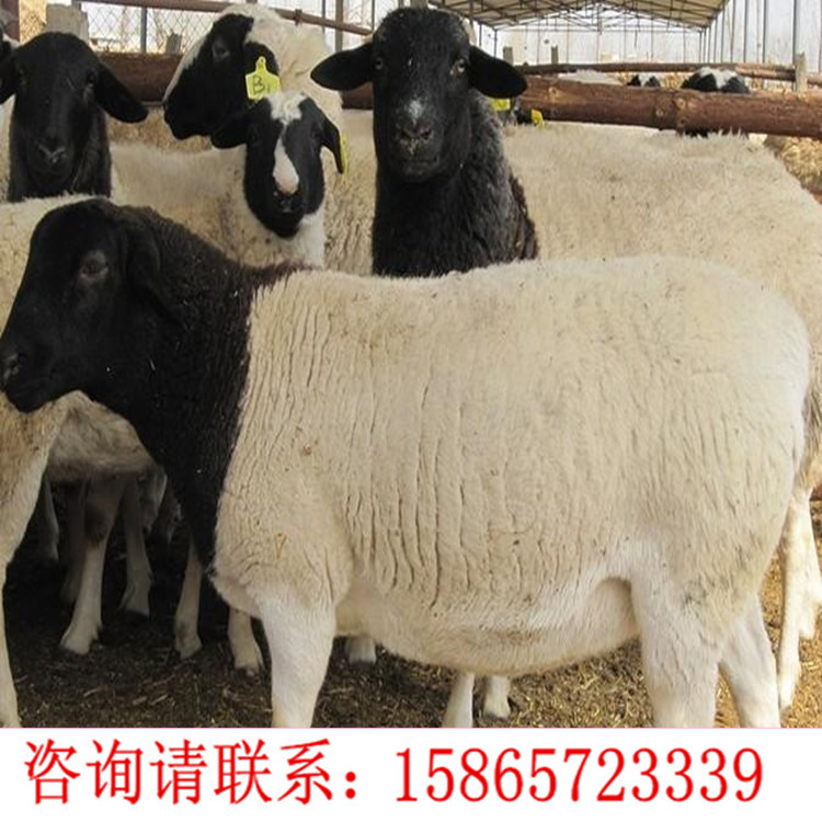 绵羊