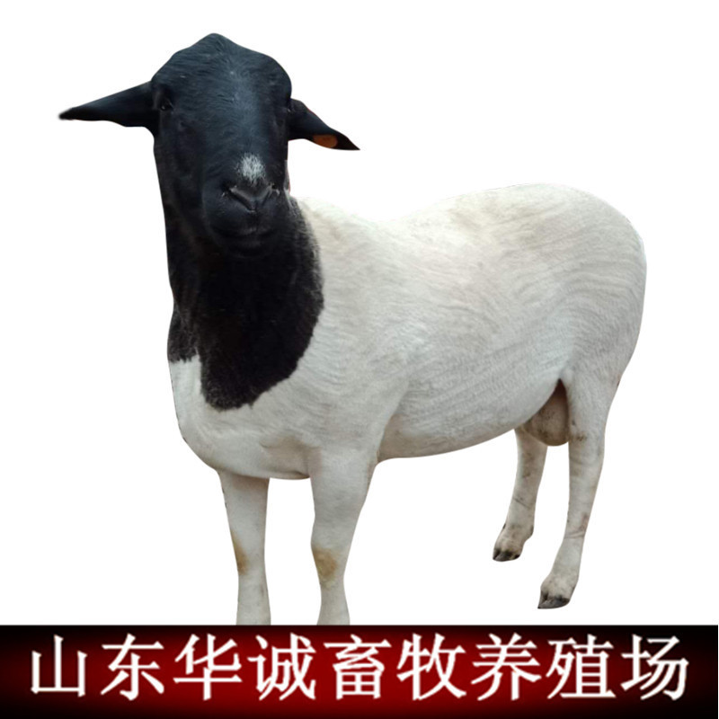 杜波白底_副本.jpg