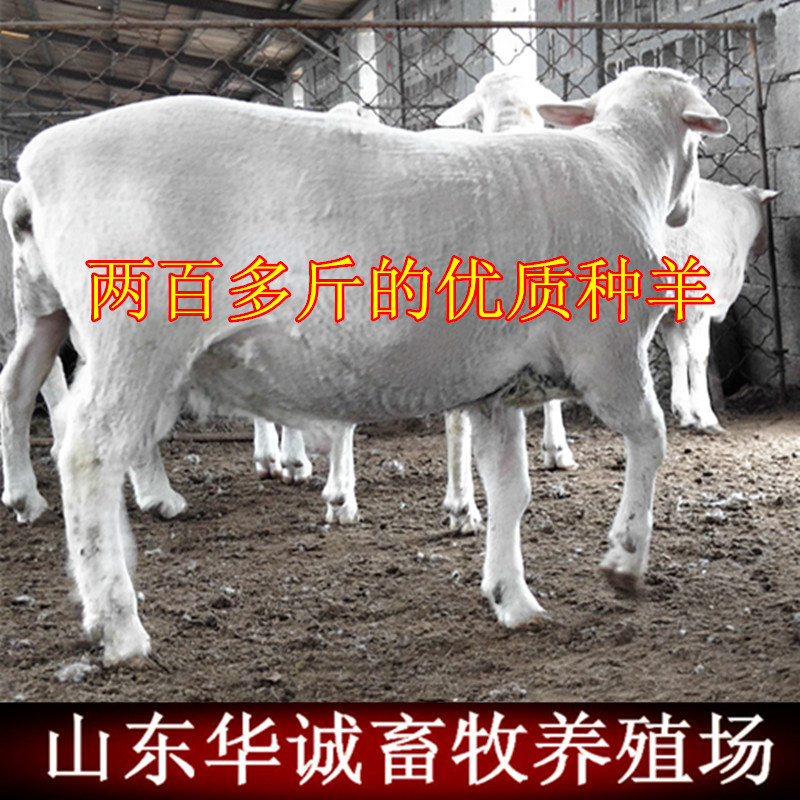 白头杜波.jpg