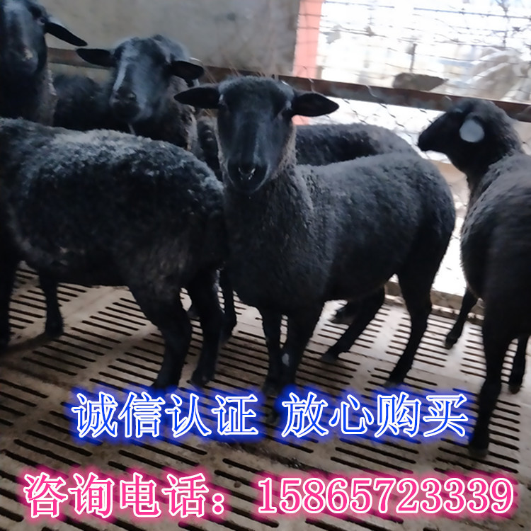 高产奶山羊_副本.jpg