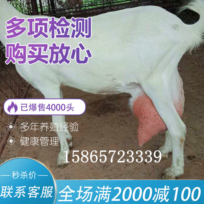 一只图片_副本.jpg