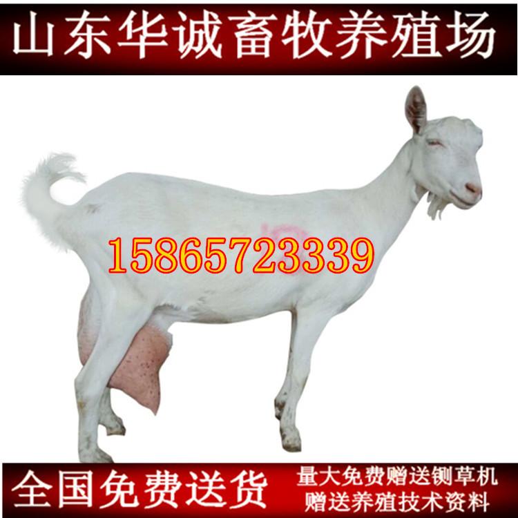18号高产奶山羊_副本.jpg