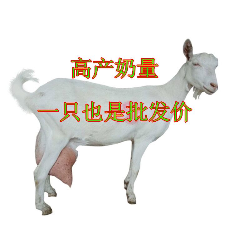18号高产奶山羊_副本.jpg