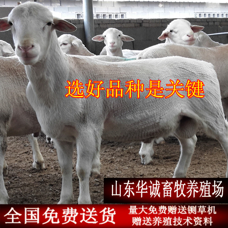 白头杜泊羊.jpg