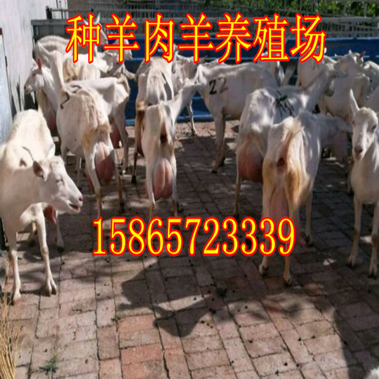 波尔带电话.jpg