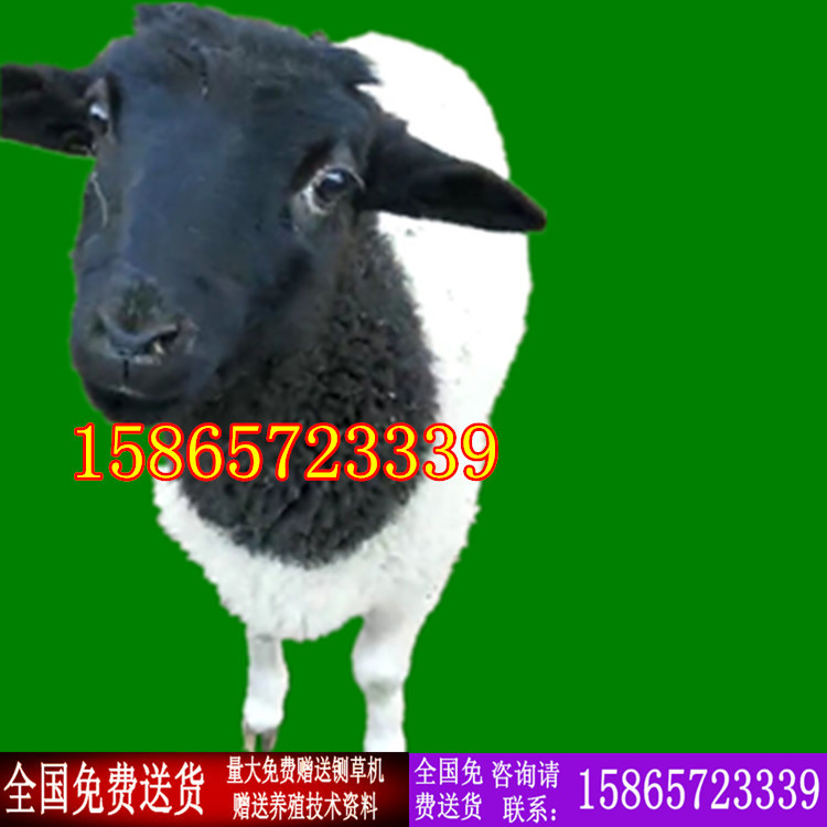 杜波.jpg
