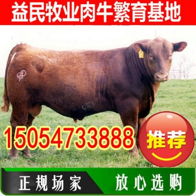 出售西门塔尔牛牛犊 鲁西黄牛 湘西黄牛养殖场 贵州肉牛养殖繁育