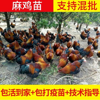 厂家出售土鸡苗 清远麻鸡苗 本土散养鸡苗批发工业土鸡苗
