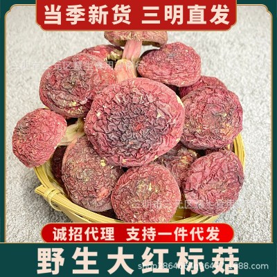 福建三明野生正红菇蓝底大标菇云南红蘑菇土特产月子菇食用菌干货