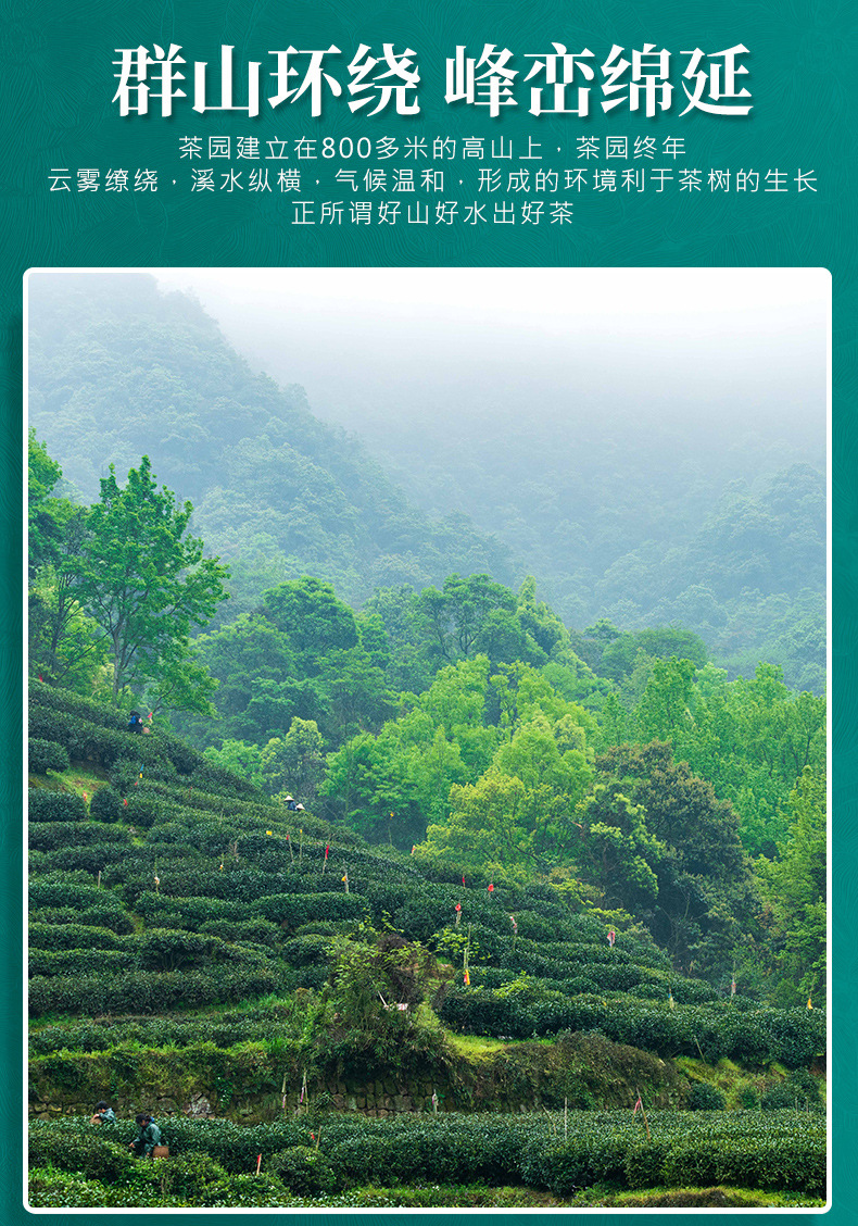 碧螺春_08.jpg