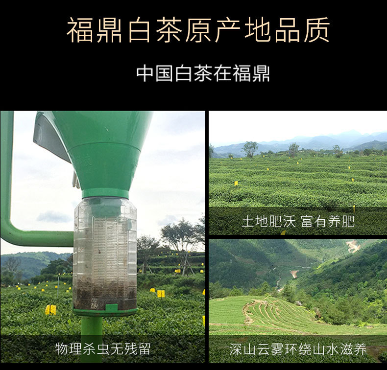 2018白牡丹饼_21.jpg