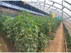 提产能、增效益！昌平区高效种植技术助推设施蔬菜“大丰收”