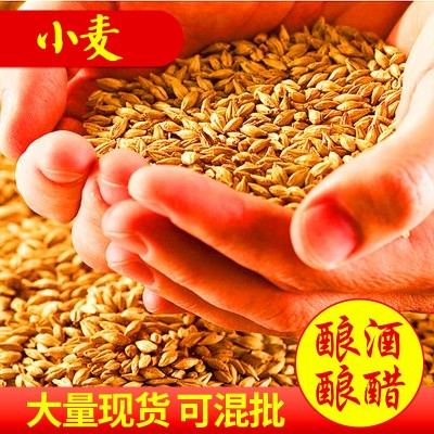 小麦 带壳小麦硬质小麦种小麦厂家批发