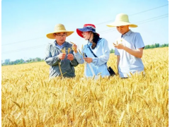 744．3公斤！江苏稻茬小麦单产冠军的秘诀何在？