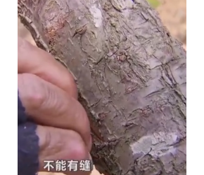 轻松掌握果树嫁接方法，让你秒变嫁接高手，快来围观吧