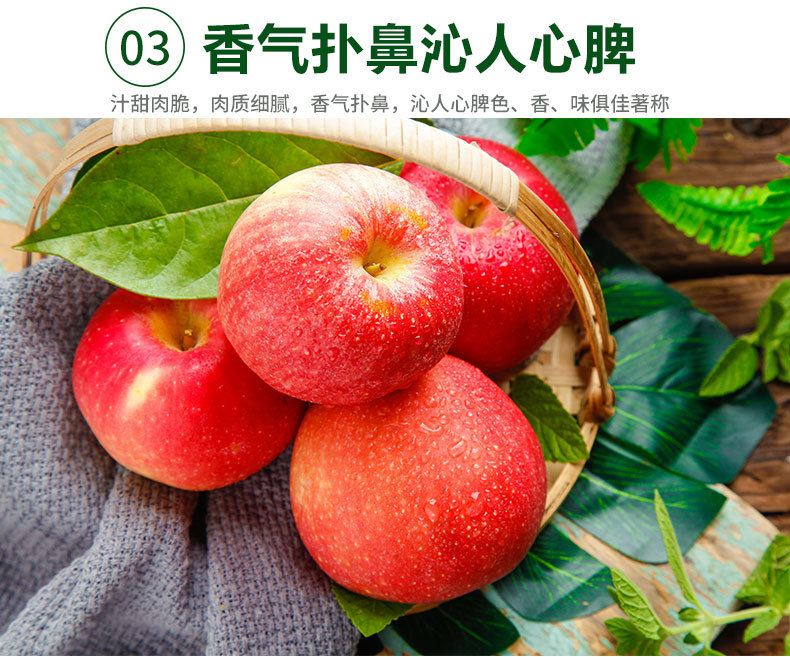 洛川苹果_12.jpg
